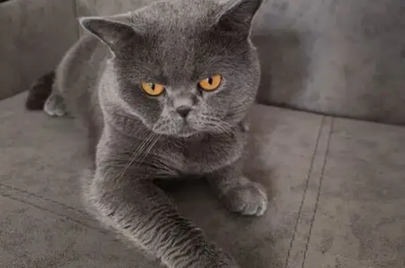 Кошки потеряшки, , фото: Потеряшка кошка, ул. Можайского, 6