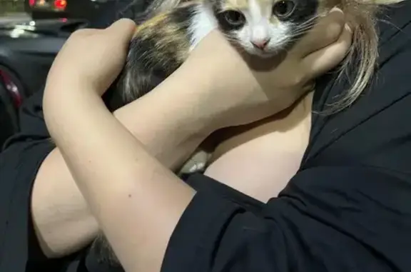 Найдена кошка, Уфа, фото: Трехцветная кошка найдена на Ленина, 7
