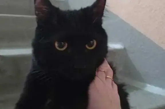 Найденные животные Екатеринбург, фото: Кошка найдена: Волгоградская 31/3, Екб