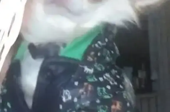 Собаки потеряшки, , фото: Потеряшка собака, ул. Козлова, 7, Слобода