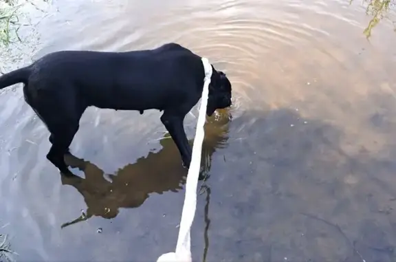 Найдена собака, Павлово-Посадский городской округ, фото: Найдена собака, трасса «Волга», МО