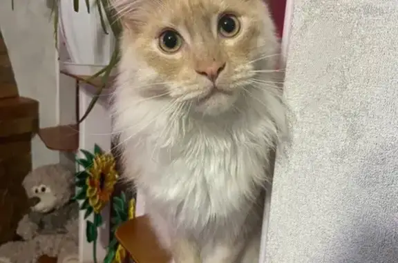 Кошки потеряшки, Карпинск, фото: Потеряшка кошка, Суворова 7, Карпинск