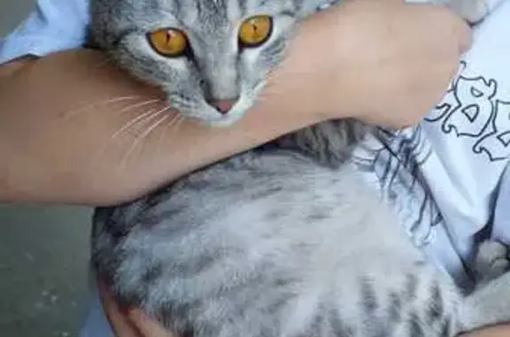 Найдена кошка, Самара, фото: Найдена кошка, ул. Аминева 5А, Самара