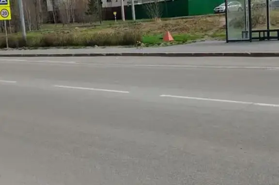 Найдена собака, Салехард, фото: Собака найдена: Чубынина 19, Салехард