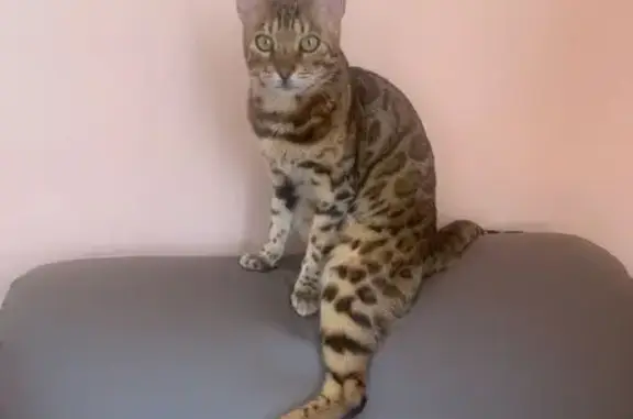 Пропала кошка, Родниковая ул, 5, Рузаевка