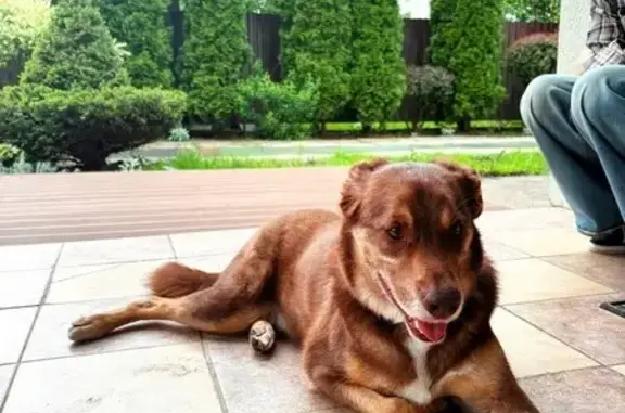 Собаки потеряшки, , фото: Потеряшка собака, Старовиленская 97, Минск