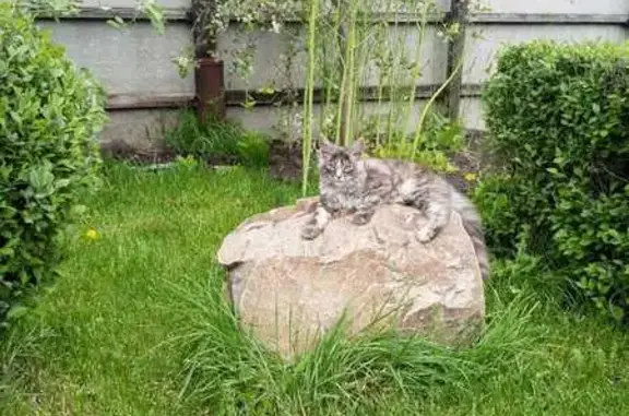 Пропала кошка, ул. Карпинского, 22, Омск