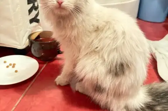 Кошка найдена на Чкалова 26/1, Оренбург