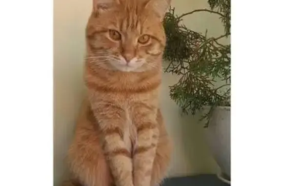 Пропала рыжая кошка, 1-я Фатежская, 80