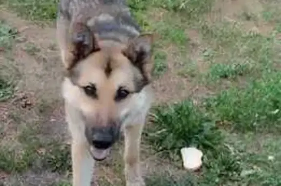 Собака найдена: Волжская ул., Воскресенск