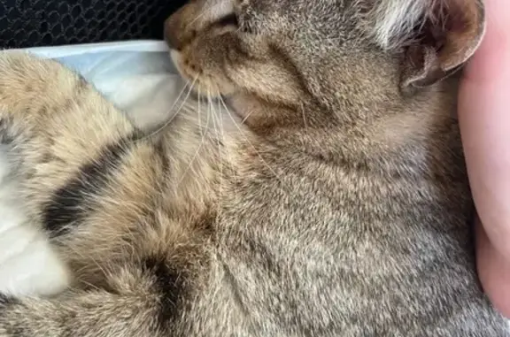 Кошка найдена: пр. Строителей, 53, Иваново