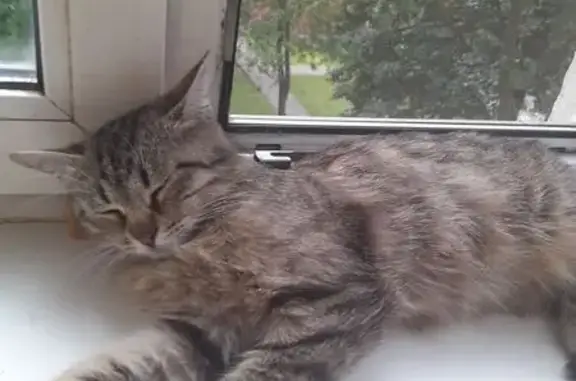 Кошки потеряшки, Москва, фото: Потеряшка кошка, ул. Маршала Захарова, 23