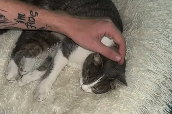 Кошки потеряшки, Зеледеевский сельсовет, фото: Потеряшка кошка, Зеледеевский с/с, Кр. край