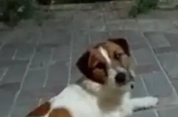 Найдена собака, Краснодарский край, фото: Щенок найден: Белые скалы, Краснодарский край