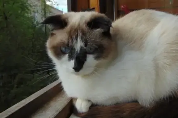 Пропала кошка, ул. Карла Маркса, 14А
