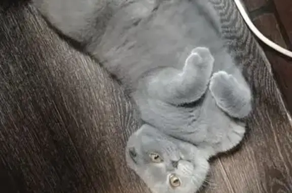 Кошки потеряшки, Лесозаводск, фото: Потеряшка кошка, Партизанская 13, Лесозаводск