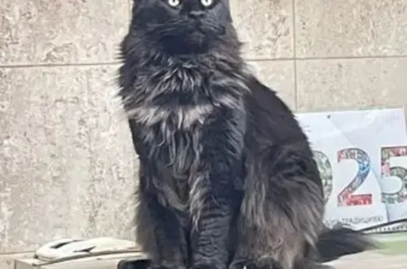 Поиск домашних животных, фото: Пропала кошка, ул. М. Ульяновой, 12, Москва