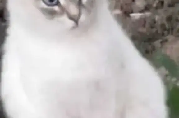 Кошка найдена: ул. Дружбы, 125, Волжский