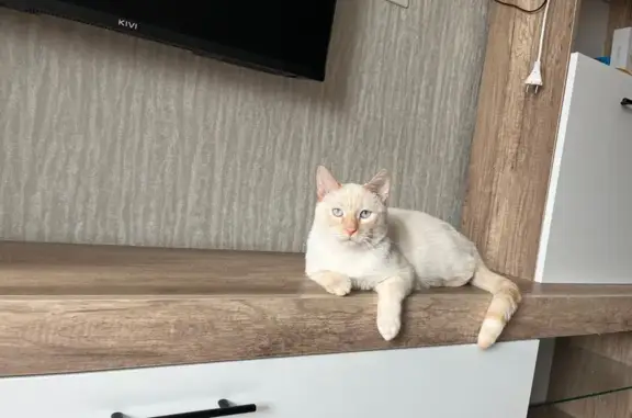 Потерянные животные Камешково, фото: Пропала сиамская кошка, ул. Ногина, 5