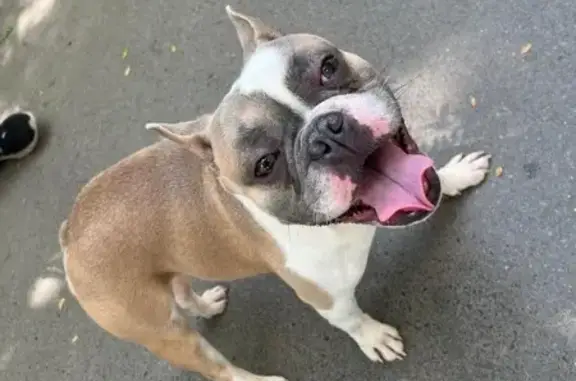 Собака найдена: пр. Чехова, 34, Ростов-на-Дону