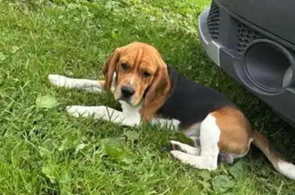 Собака найдена: 17Н-13, Следневское СП