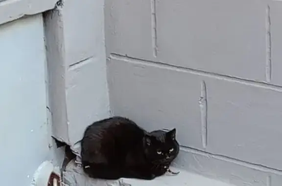 Кошка найдена на Депутатская 78/1, Тюмень