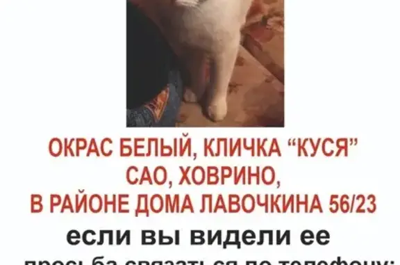 Пропала белая кошка, Лавочкина 56/23