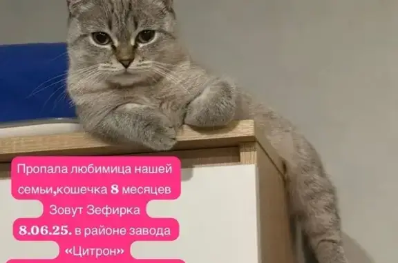 Пропала кошка, Почтовая 79, Михайловск