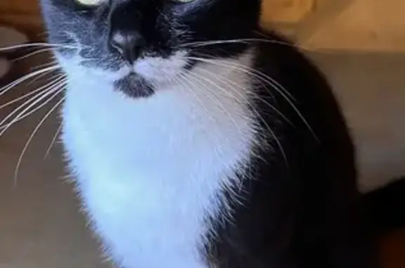 Кошки потеряшки, Сосново (приозерский Район), фото: Потеряшка кошка Кокос, Береговая 6, Сосново