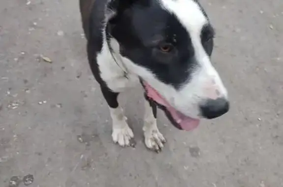 Найдена собака, Рубцовск, фото: Собака найдена: ул. Федоренко, 12