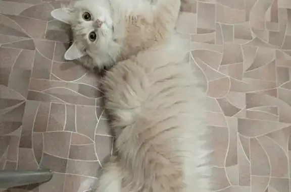 Кошки потеряшки, Кумертау, фото: Потеряшка кошка Валера, Логовая 4, Кумертау