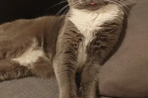 Кошки потеряшки, Жадовка, фото: Потеряшка кошка, Жадовка, ул. Мира 45/47