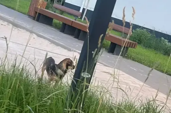 Бурый щенок найден: б-р Художников, 3, Новая Усмань