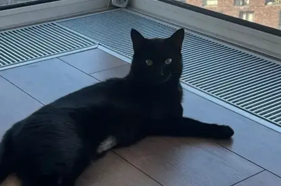 Кошки потеряшки, Москва, фото: Потеряшка кошка на Гжатской, 5 к6, Москва