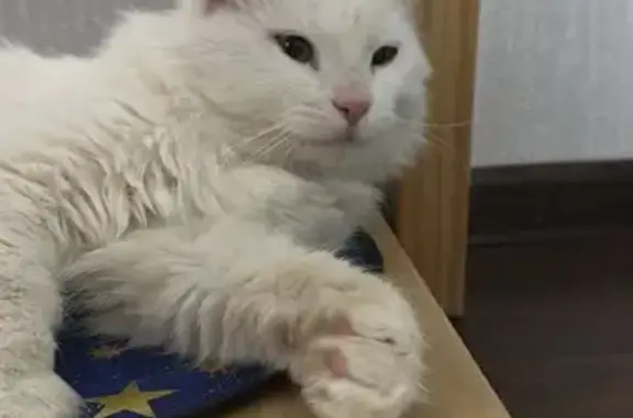 Найден глухой кот, ул. Менделеева, Уфа