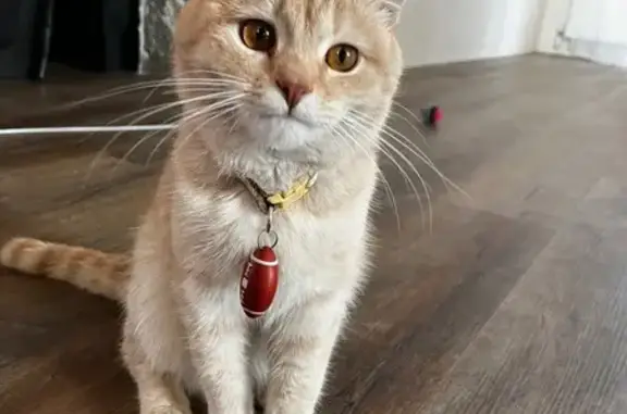 Кошки потеряшки, Булгаковский сельсовет, фото: Потеряшка кошка в Булгаковском сельсовете