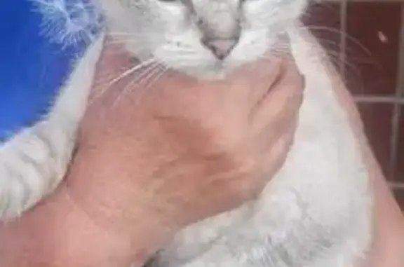 Найдена кошка, Челябинск, фото: Кошка найдена: пр. Победы, 388А, Челябинск