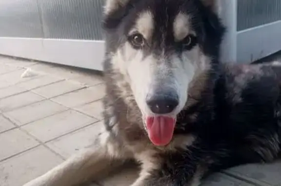 Найдена собака, ул. Покрышкина 30, Краснодар