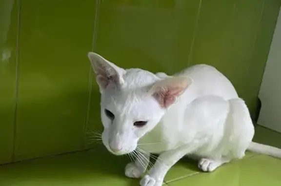 Кошки потеряшки, Вавиловец, фото: Потеряшка кошка, Пограничная ул. 7, Вавиловец