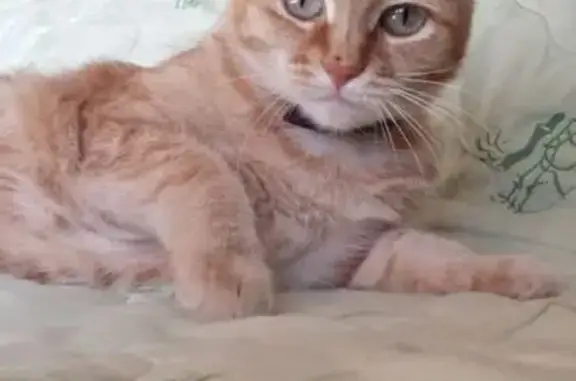 Пропала кошка на Юбилейной, 3, Омск