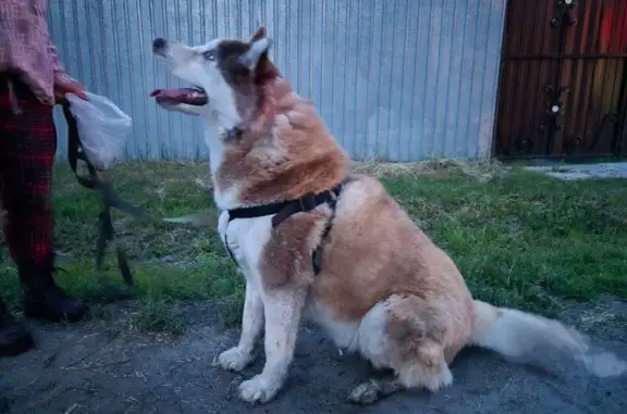 Найдена собака: Октябрьская ул, 67