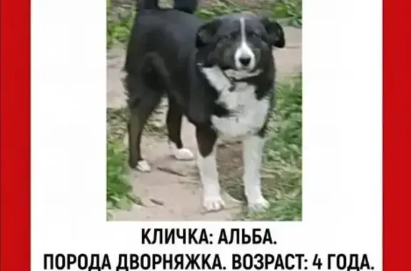 Пропала собака, Скуратовская ул., Тула