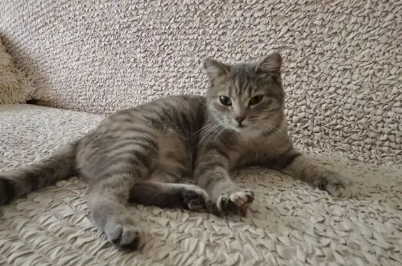 Кошка найдена: Воскресная ул.,...