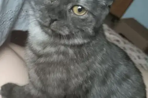 Пропала кошка, 4-я Линия, Весенний