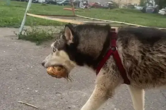 Собака найдена: ул. Чичерина, 28А, Тамбов