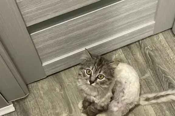 Кошки потеряшки, Орехово-Зуево, фото: Потеряшка кошка, ул. Правды 12, Орехово-Зуево