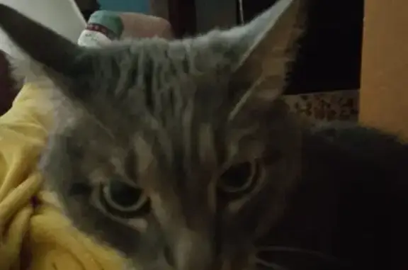 Кошки потеряшки, Москва, фото: Потеряшка кот Сёма, Кантемировская 18 к3А