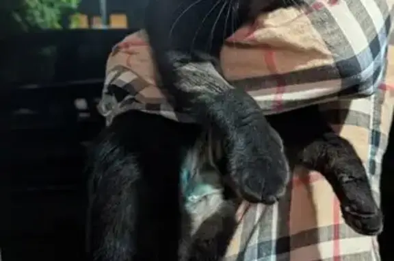 Кошка найдена: ул. Западный Обход, Краснодар