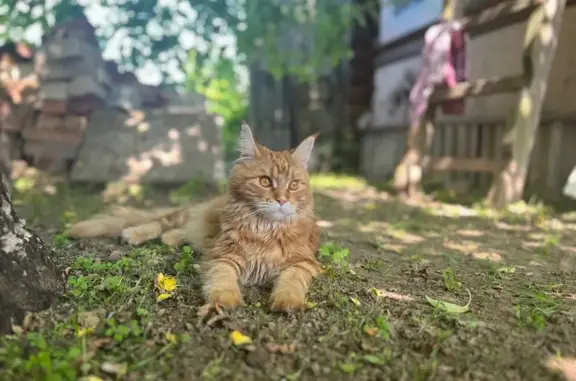 Кошки потеряшки, Балахна, фото: Потеряшка кошка на Луговой, 15, Балахна