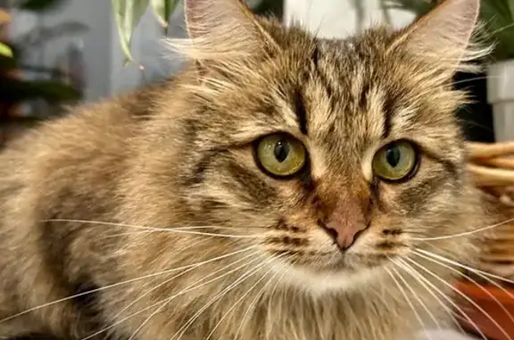 Пропала кошка, Кохма, ул. Восточная